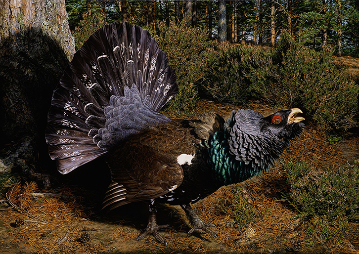 Capercaillie