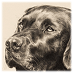 Black Labrador drawing