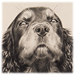 Cocker Spaniel drawing